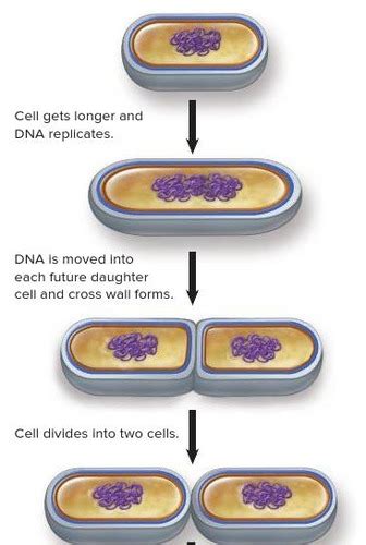 Microbiology Connect Chapter 4 Flashcards Quizlet