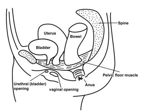 Pelvic Floor Exercises Nhs Inform