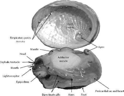 Solved Watch The Video Mollusc Animation Abalone Body Plan