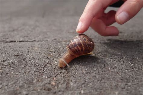 How Snails Move Unveiling The Mystery Of Gastropod Locomotion Bug Domain