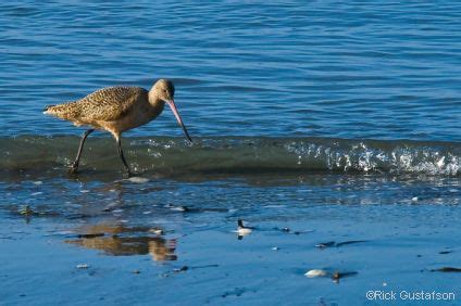 Wildlife - Humboldt Waterkeeper