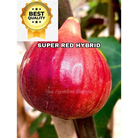 Jual Bibit Buah Surga Pohon Tin Super Red Hybrid Shopee Indonesia