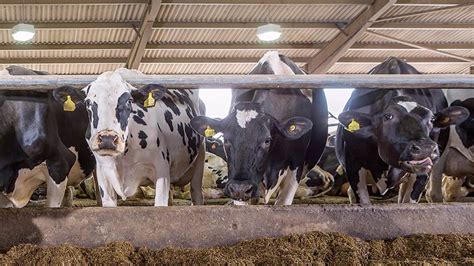 How to use light exposure to improve milk production in cattle - Farmers Weekly