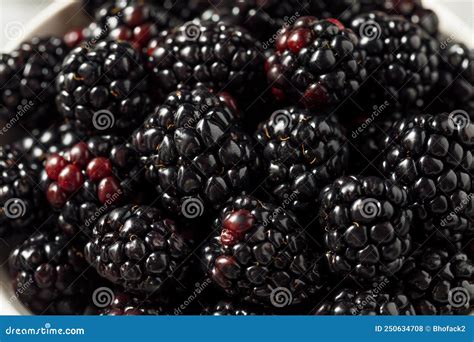 Raw Black Organic Blackberries Stock Photo Image Of Bramble Food