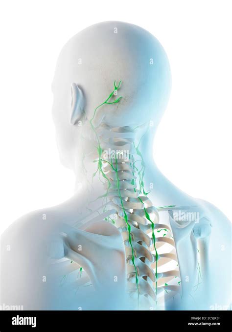 Lymph Nodes Back Of Neck Diagram