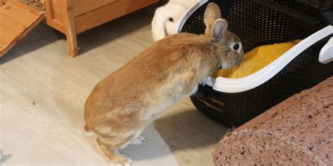 Fellwechsel beim Kaninchen Merkmale Ernährung Unterstützung