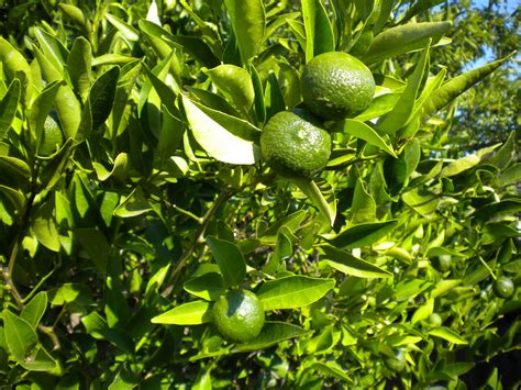 Tending The Veggies . . .: Citrus Trees