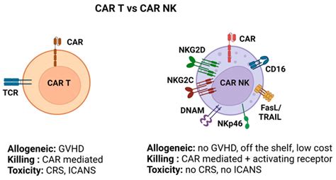 Cancers Free Full Text The Function Of Nk Cells In Tumor Metastasis