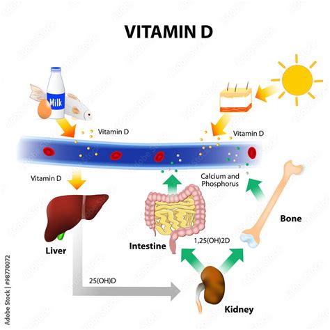 Schematic diagram of vitamin D metabolism Stock Vector | Adobe Stock