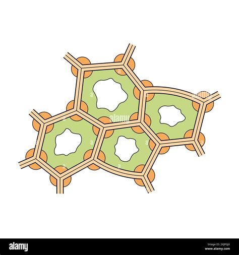 Collenchyma structure, illustration Stock Photo - Alamy