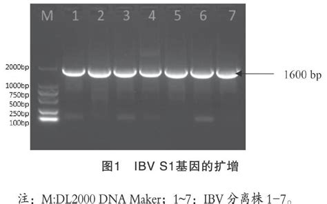 我国鸡传染性支气管炎病毒的遗传变异和进化分析 参考网