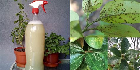 Como hacer un spray pulverizador para acabar con las plagas de tu jardín