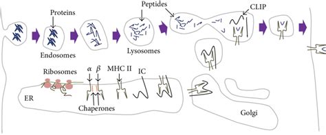 MHC II antigen presentation pathway. MHC II is synthesized in the... | Download Scientific Diagram