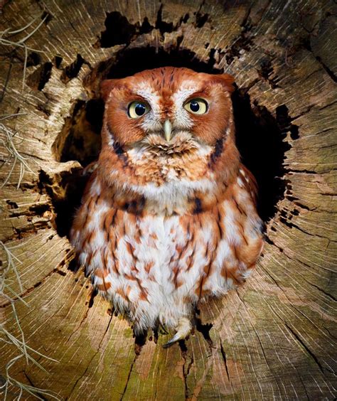 Eastern Screech Owlred Morph Naturephotography Animalphotography