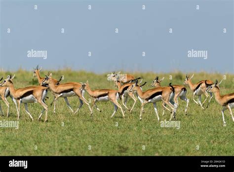 Herd of thomsons gazelle hi-res stock photography and images - Alamy