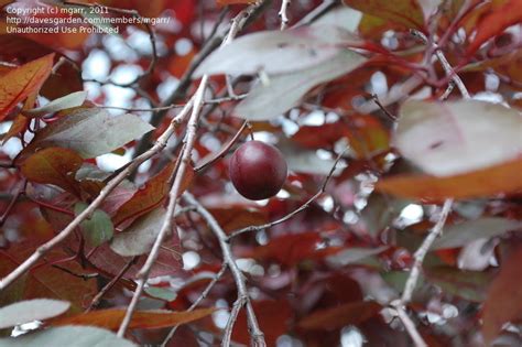 Plantfiles Pictures Prunus Dwarf Red Leaf Plum Purple Leaf Sand