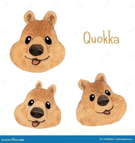 Quokka Cartoons Illustrations Vector Stock Images Pictures To