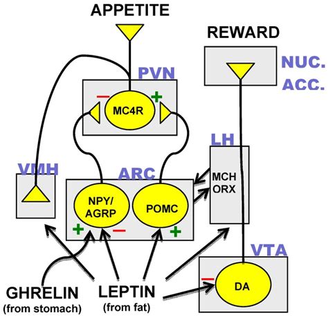 The Core Hypothalamic Energy Homeostatic Circuit And The Dopamine