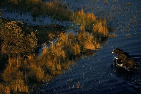 Elephants in the Okavango Delta (Botswana)