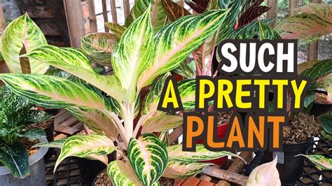 Chinese Evergreen Propagation And Care Tips Aglaonema Pink Sunset