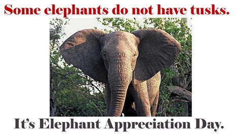 It’s Elephant Appreciation Day By Ppt Download