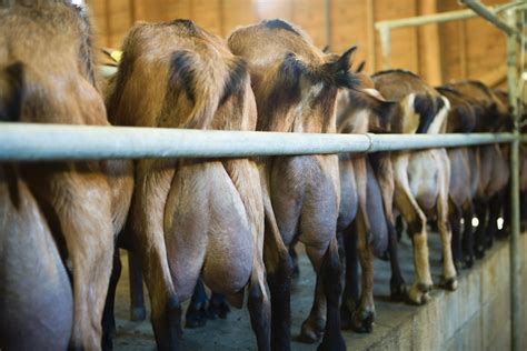 Pin On Farm Goats