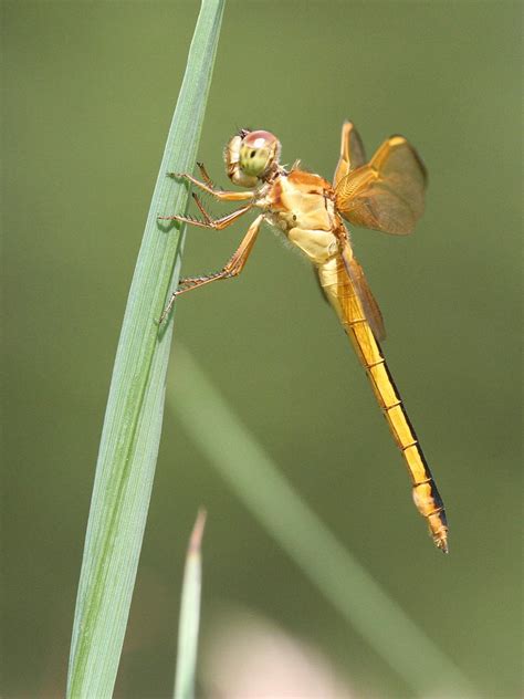 R F Insecta Odonata Libellulidae Libellula Needhami