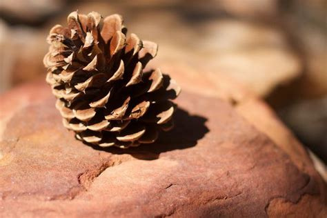 Free Images Tree Branch Wood Leaf Flower Food Produce Autumn