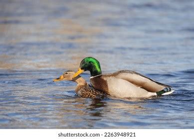 Male Mallard Duck Anas Platyrhynchos Drake Stock Photo 2270311763 ...