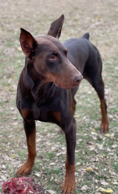 Doberman Kennels Doberman Pinscher Puppies For Sale In Tulsa OK