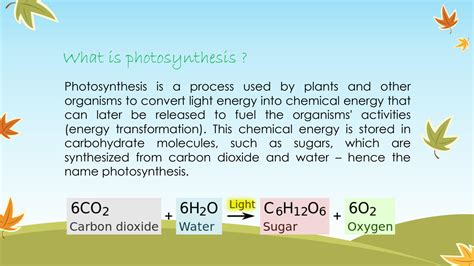 Solution Photosynthesis Studypool