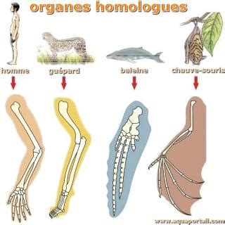 Homologue D Finition Et Explications