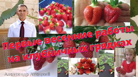 Клубника/ Прими/ Априка/ Азия/ Альба/ Какие сделаны обработки/ - YouTube