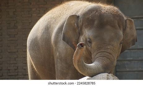 Asian Elephant Zoo Raised Trunk Stock Photo 2245828785 | Shutterstock