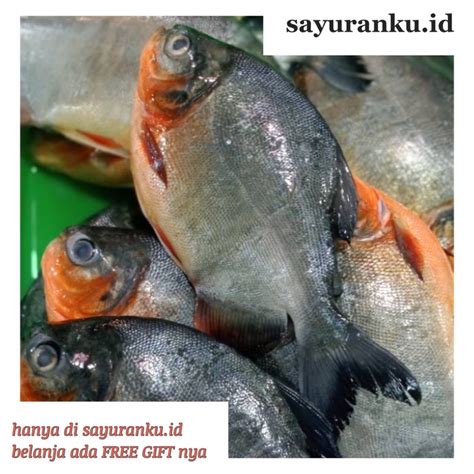 Jual Ikan Bawal Tawar Segar Ikan Laut Segar 1 Kg Shopee Indonesia