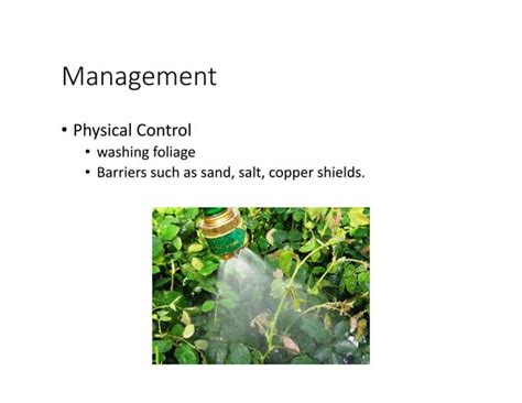 Insect Pest Control Methods | PPT