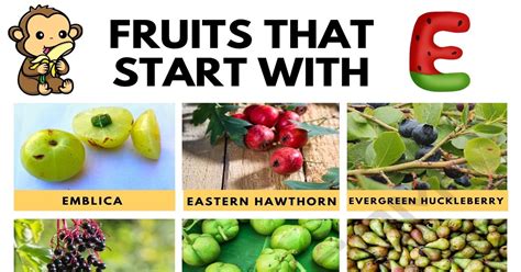 15 Exquisite Fruits that Start with E with Pictures • 7ESL