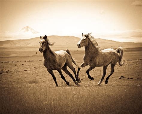 Horse Play Photograph By Steve Mckinzie Fine Art America