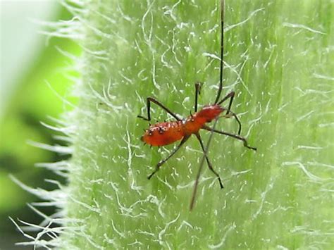 Bright Red Ant Like Insects Pair On Sunflower Bugguidenet