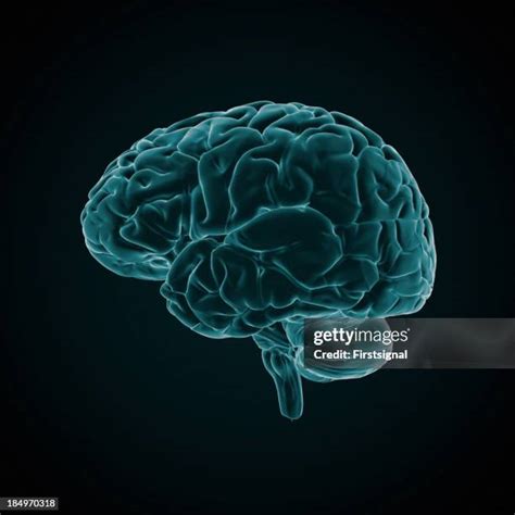 12 Human Brain X Ray Style Stock Photos High Res Pictures And Images