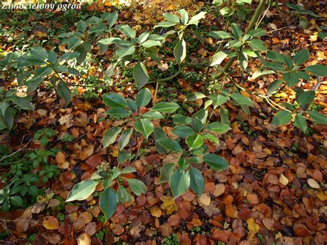 Zimozielony Ogr D Arboretum W Rogowie Zimozielone Ro Liny Li Ciaste