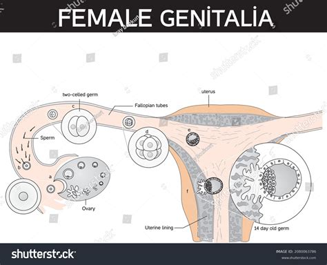 Internal Pelvic Viscera Female External Genitalia Stock Vector Royalty