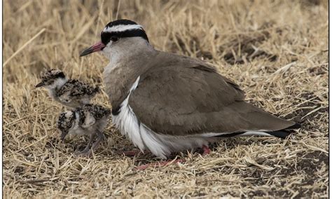 Ngorongoro Crater Birds | Ngorongoro Conservation Area | Birding Tours