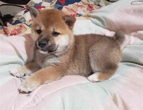 P Telsk Shiba Inu K Dispozici Bazar Hyperinzerce Cz