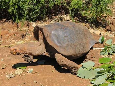 Floreana Island Galapagos Ecuador Tours