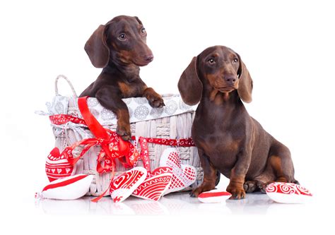 What Are Chocolate Dachshunds? The Ultimate Guide