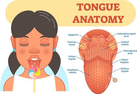 Lidah Manusia Ilustrasi, Grafik Vektor & Clip Art Bebas Royalti - iStock