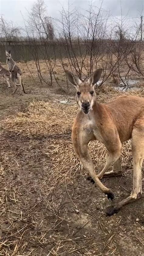 Kangaroo flexing muscles to attract females : r/Damnthatsinteresting