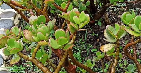 Come Potare L Albero Di Giada Tutto Quello Che Bisogna Sapere