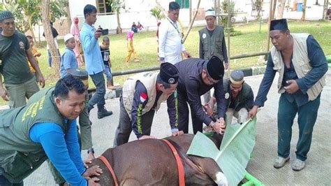 Warga Muhammadiyah Menyarankan Penyembelihan Hewan Kurban Juni